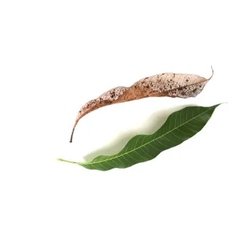Dry Mango Leaves